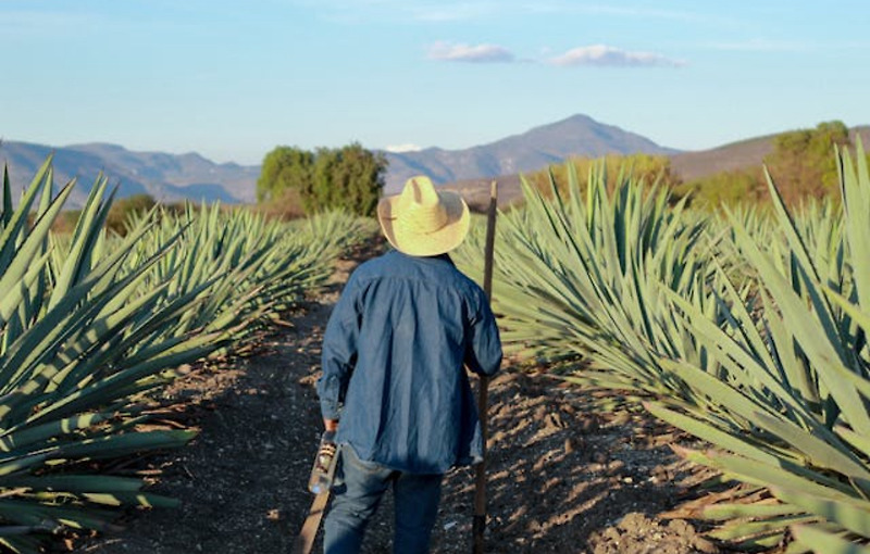 아가베의 모든 것: 데킬라부터 시럽, 효능까지